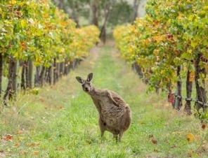 Kangaroo in Vines